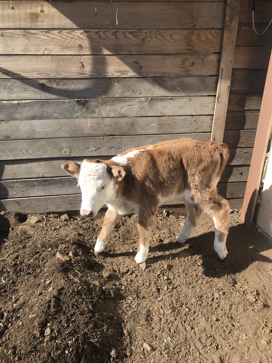 Хаврын өглөөний мэнд.