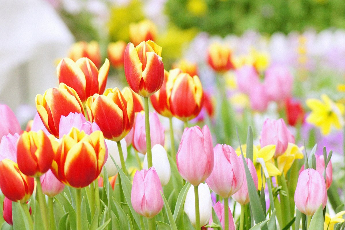 暦生活 こよみせいかつ チューリップ 旬の草花 チューリップは赤 白 黄色 オレンジ と他にも様々な色や形の品種があります 日本に入ってきたのは江戸末期 現在は新潟県 富山県の県花とされています 暦生活のサイト 暦図鑑 T Co