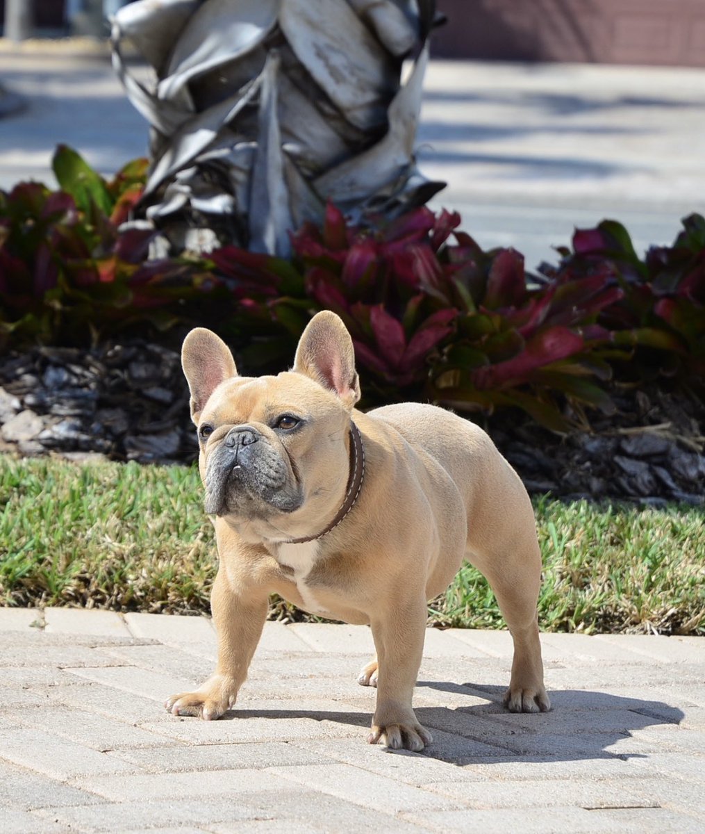 super frenchies