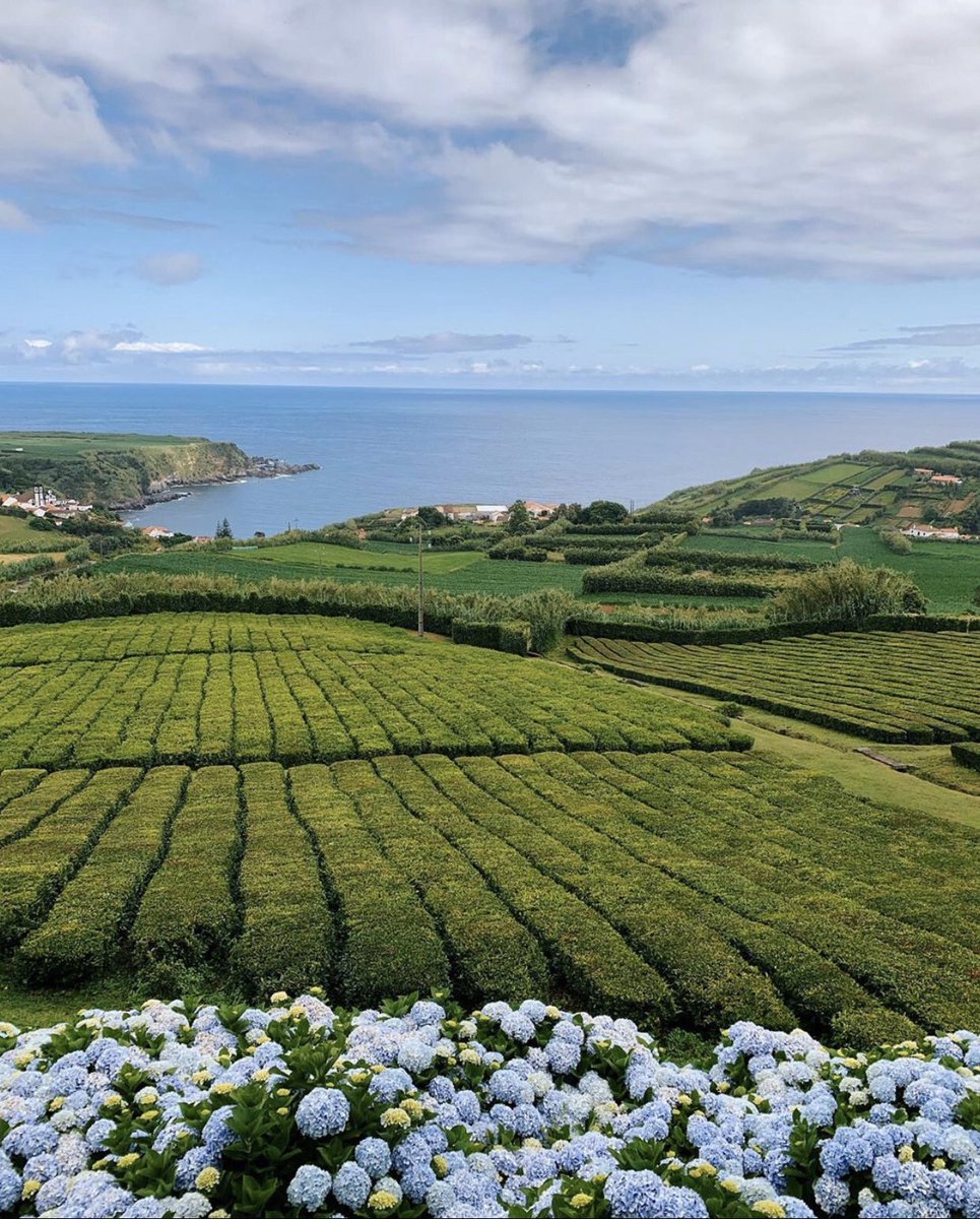 The Porto Formoso Tea Factory, labored between the twenties and the eighties. In 2001 the present owners reopened the factory.⁣
⁣
🔸 <a href="/iamdannykim/">mikynnad</a> 🔸⁣
⁣
#ChaPortoFormoso #Altido #StayAltido #ALifeThatIDreamOf #EuropeanHoliday #BookDirect #VacationRental⁣