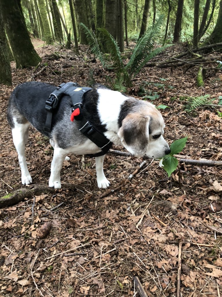 bonzi_boy's tweet photo. #beaglebugclub #bugshavingfun Found the first trillium flower of the season today. Mom yelled that is not to be eaten 🤣 https://t.co/sqB6KW9iGg