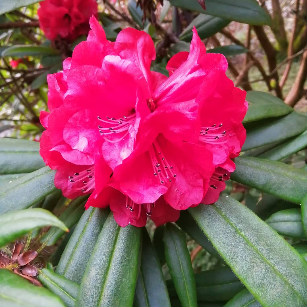 jonoDavCol's tweet photo. Can't get enough of the colour in the garden @GardenGlendoick. Went for another wonder today. Also nice to get out in the fresh air. #rhododendron #Daffodil #garden #horticulture #flower https://t.co/QeJKqPvSHd