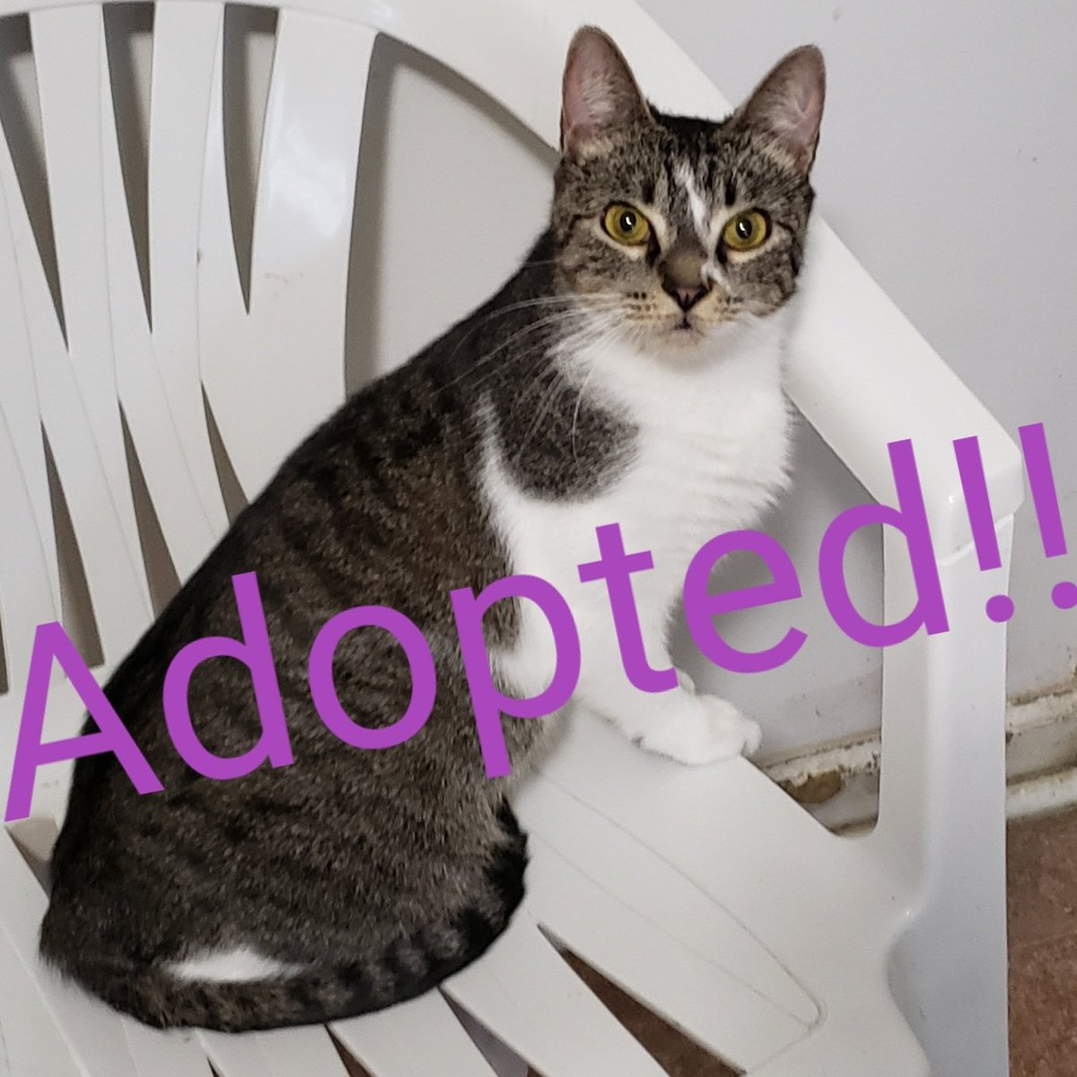 AdoptBingosCats's tweet photo. Bye Bye Bobbie! We loved getting to know u and are so glad u have a new home! π #adopted #cats #bingosfoundation https://t.co/KGqSwjRjre