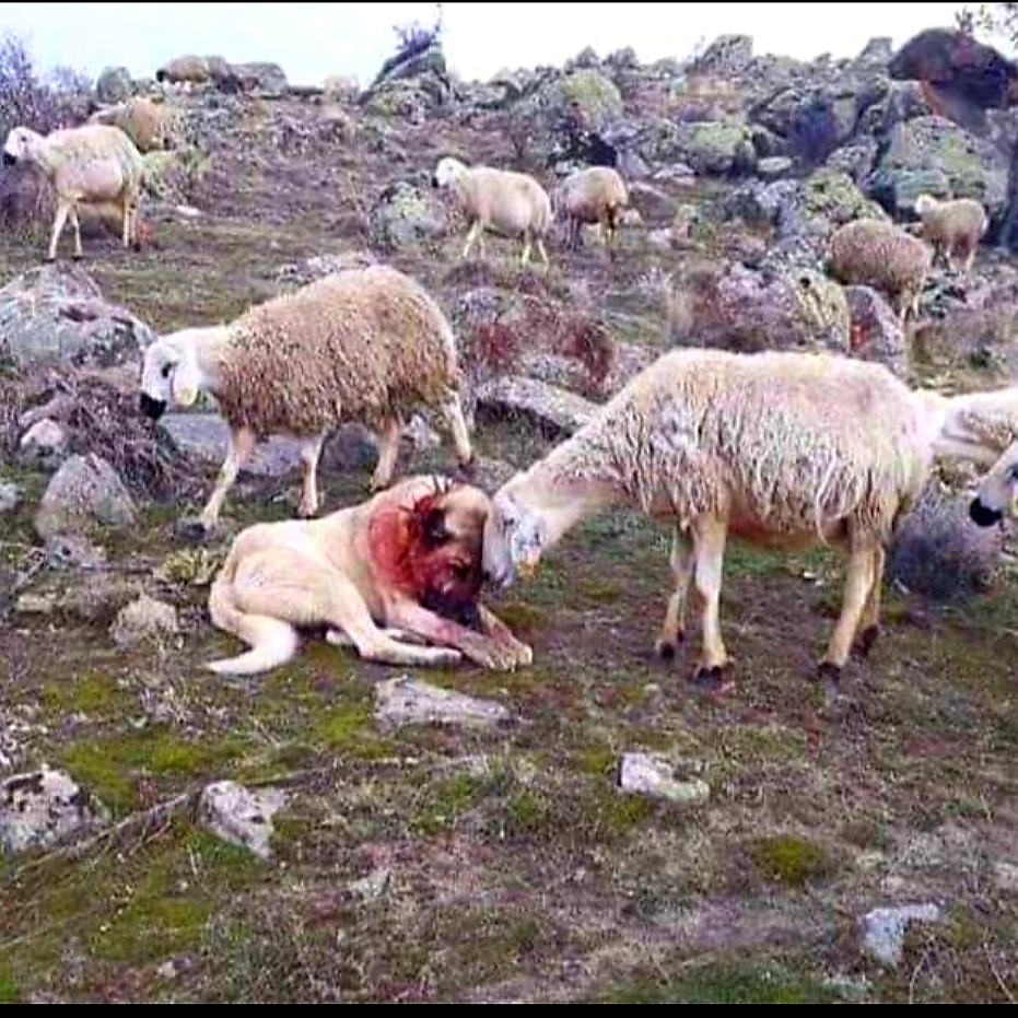 SgtDPflug's tweet photo. An #Epic Share from one of my recruits today @timkennedymma. THANK YOU!! A picture does say 1000 words.  #SheepDog #Protector #RiseUpAndExcel #StrongerFasterFitter https://t.co/cB0hjgBBaW https://t.co/5ELdN3kHUm