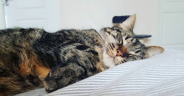 JessAndTheBee's tweet image. BRB, social distancing. ift.tt/2UxwsvQ