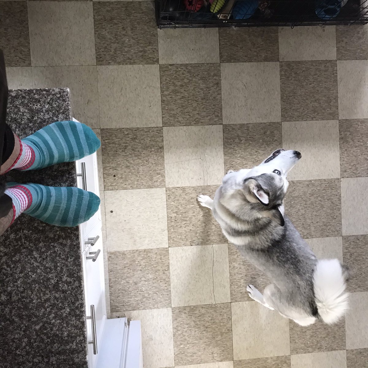 keepinitsocal's tweet photo. I’ve officially hit that point in isolation 
#COVIDIOT #COVIDー19 #isolation #SundayMorning #Social_Distancing #CannabisCommunity #dogs #doggy https://t.co/C0k9YZIQBt