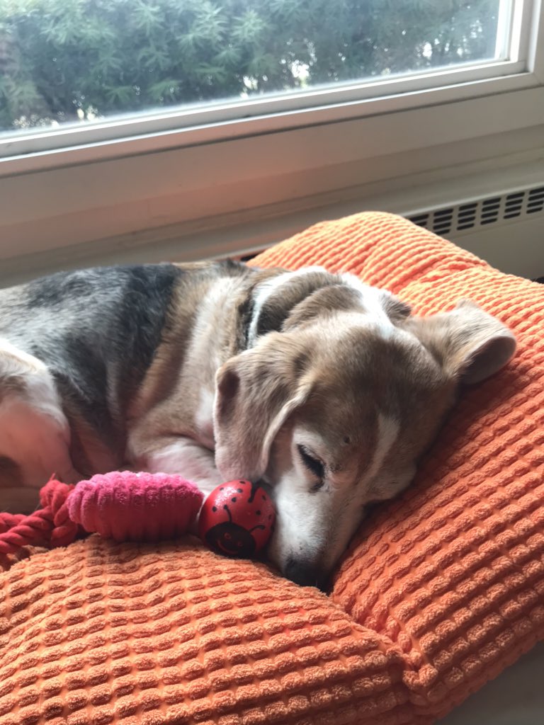Piper_beagle's tweet photo. Fun is naps!!! #beaglebugclub #bugshavingfun https://t.co/79amin3Xk0