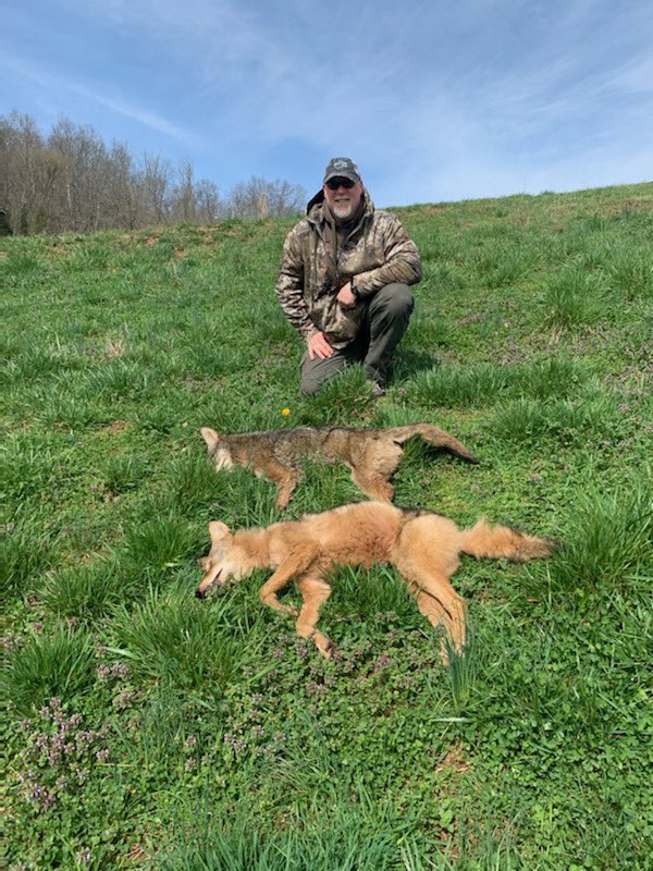 2AM and 5AM.  Pretty cinnamon phase coyote.