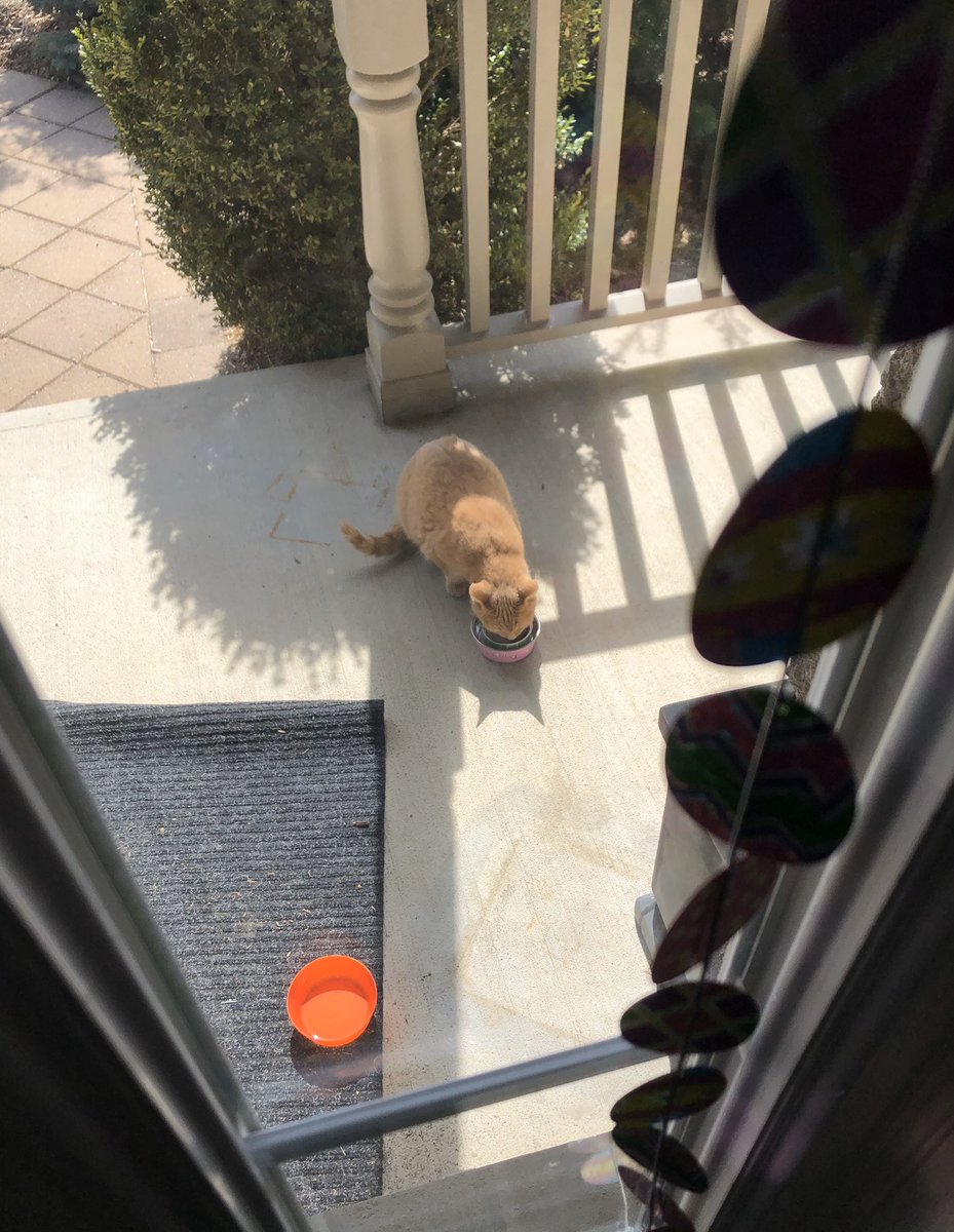 DanBren20469434's tweet image. Nice to see you again feral kitty. 

#covid19 #bekind #helpyourneighbour