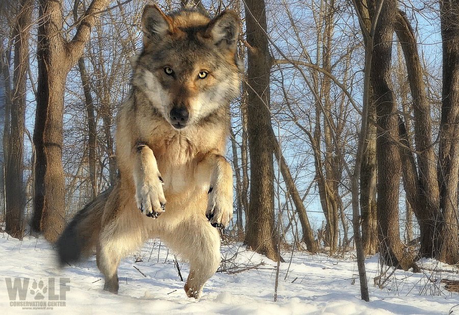 nywolforg's tweet photo. I N C O M I N G!
Meet Mexican gray wolf Magdalena! Beyond being the face of #loboWeek in 2019, the fierce + fabulous loba was featured on a billboard in NYC's Times Square! Today, Magdalena is starting an exciting new chapter at @LVZoo. https://t.co/GUIb4ol9uW