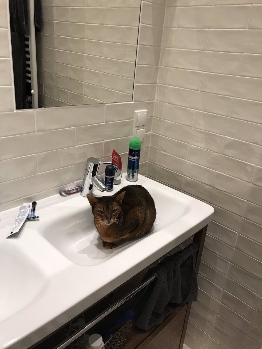 cjwalbridge's tweet photo. Lockdown Day 7: The cat has now chosen to self isolate in our bathroom and is playing mind games with us. PS We still have plenty of toilet paper https://t.co/5UiqtNLYWE