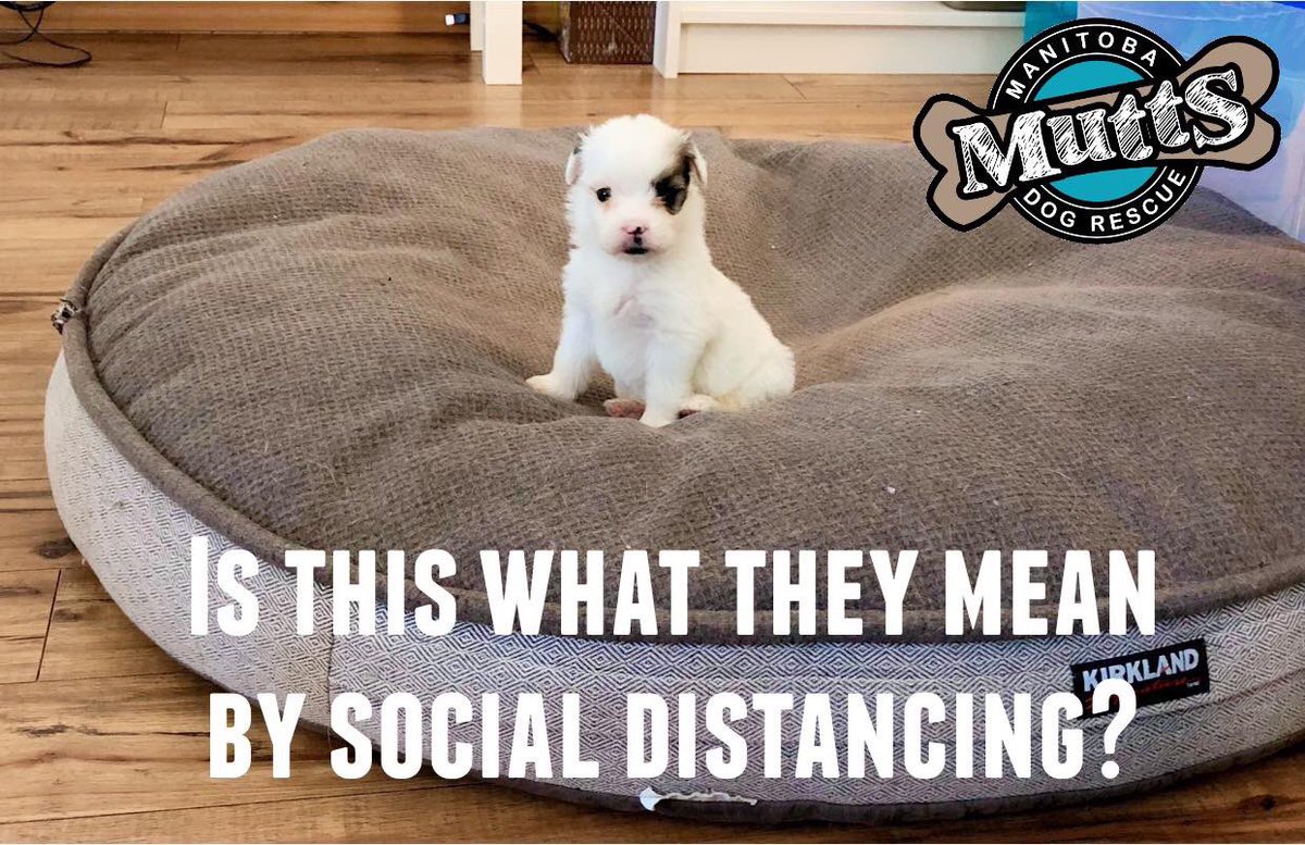 ManitobaMutts's tweet image. If this isn’t the most adorable portrayal of social distancing we don’t know what is.

#COVID19Muttrelief
#adorable
#Mutttherapy
#spreadcheernotviruses
#besafe
#socialdistancing