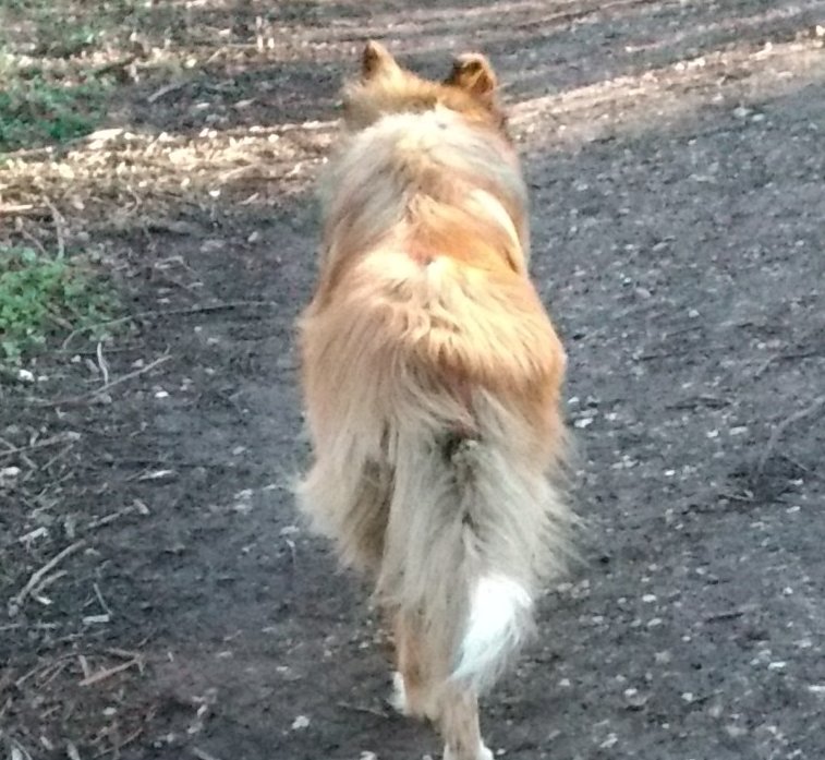 CamasTheCollie's tweet photo. Striding purposefully into the uncertain future, only my wonky ear betraying a hint of wobble. You might say it's a Collie wobble. 🐾🐾 😂
#BorderCollie
#SundayThoughts 
#Purposeful
#SpringTime 
#DogsofTwitter 
#CollieWobble https://t.co/jsnmEYJa8t