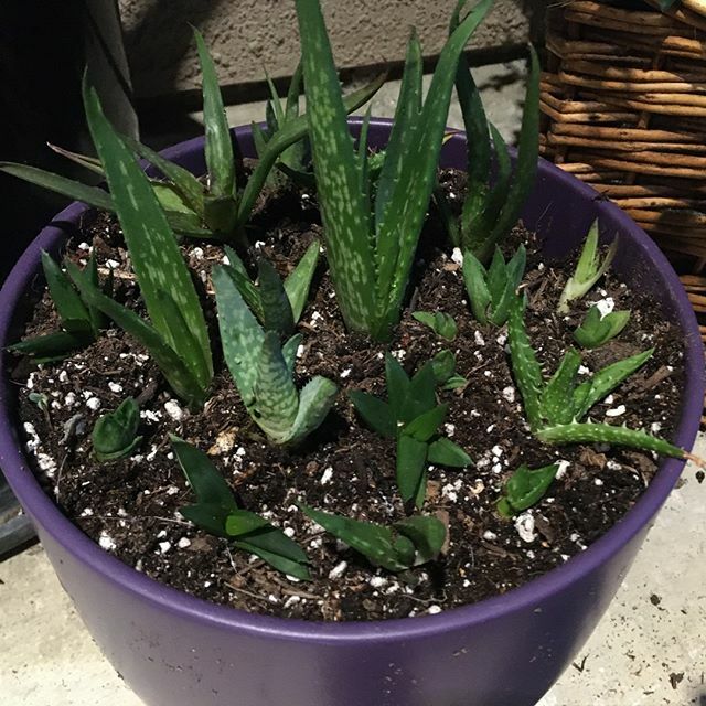My aloe plants have been multiplying!  I cut off all the pups and will find new homes for them once they grow some roots. 
#succulentaddict #crazyplantlady #freeplants #succulentbabies ift.tt/3dhXpfI