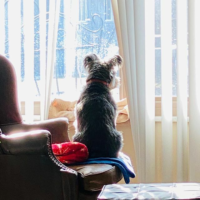 The birds are very happy that Max has to stay home right now and socially distance himself through the window.

Staying inside is tough, especially when it’s sunny outside (though not very difficult today in below freezing weather!) If you’re anything li… ift.tt/2xVvlhT