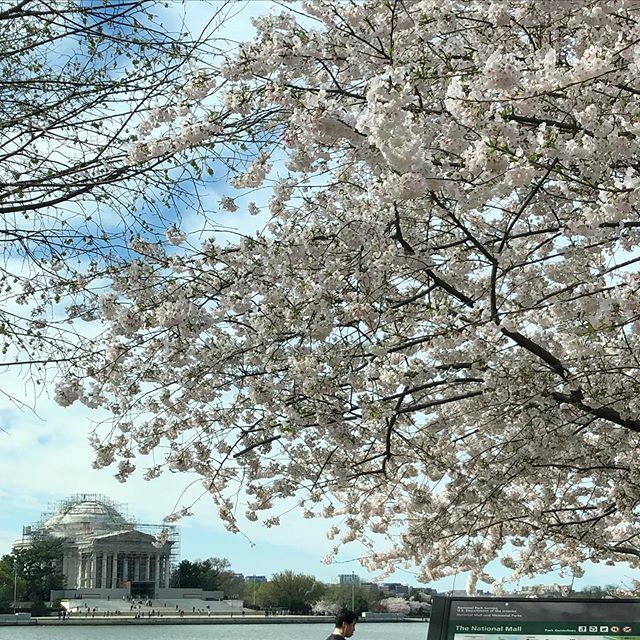 semorrow's tweet photo. This year, we did the responsible thing and admired DC’s cherry blossoms from the comfort (and safety) of our car — be smart, people! #socialdistancing 🌸 .
.
.
.
.
. __________________________
#washingtondc #dc #covid_19 #cherryblossom #tidalbasin #2… https://t.co/RucNvYrElX https://t.co/NvAW1iOXMi