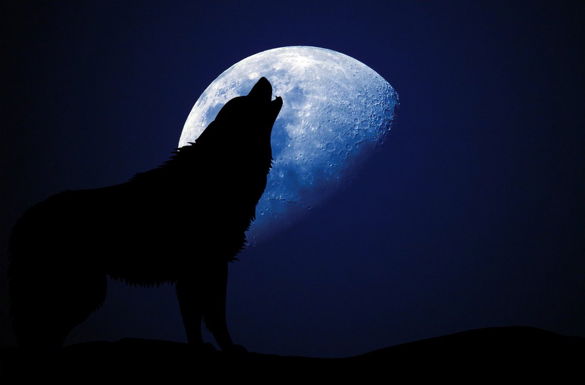 STLSoulard's tweet photo. Did you hear some howls in the neighborhood last night? Join in the fun! To come together, connect, and share a few laughs during this uncertain time, step outside or open up your window at 8pm tonight (and every night) and HOWL. 

We want to hear howls all over Soulard! https://t.co/aXbZO3l23E