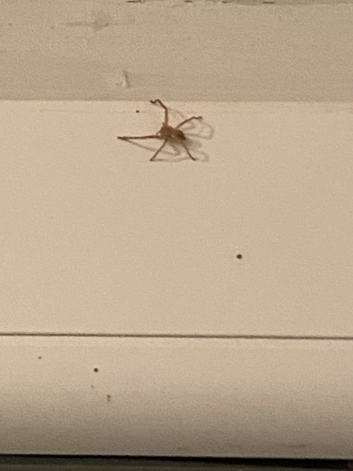 Une araign&eacute;e &agrave; 5 pattes....  Mais je suis s&ucirc;r qu&rsquo;elle court super vite quand m&ecirc;me 😱😭😭🤮🤮🤮🤮🤮  Putain si<a href="/tag/shein"class="tags"><span>#shein</span></a><a href="/tag/needyourhelp"class="tags"><span>#needyourhelp</span></a>