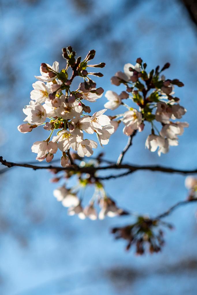 uwcherryblossom's tweet photo. Flower power for days. While I miss you all, I’m happy that I can give you a slice of sunshine and pink happiness virtually!
Watch a live stream of me here: https://t.co/DWZbEaLIaT https://t.co/JIm4eYL6v3