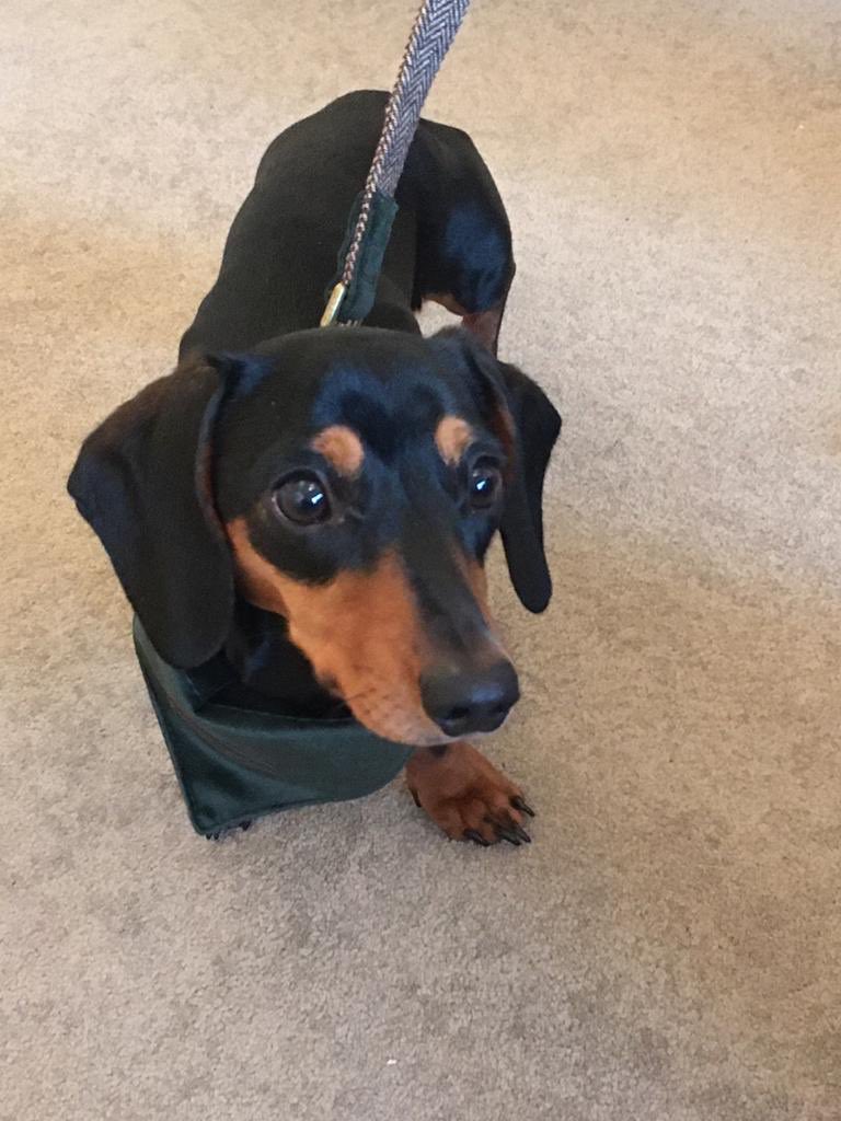 BethFayePotter's tweet photo. @m00nmermaids Not fluffy, but still cute xx https://t.co/G6ahvcNm1K
