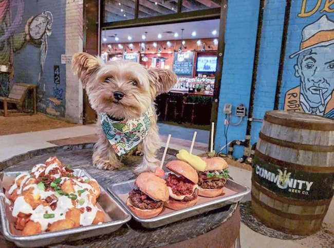 DeepEllumArts's tweet image. Getting ready for some howlin&apos; good eats! 🐶🍔♥️ Can&apos;t wait to see East Sliders TX so soon, along with adorable pups!

📸: lennon_yorkie