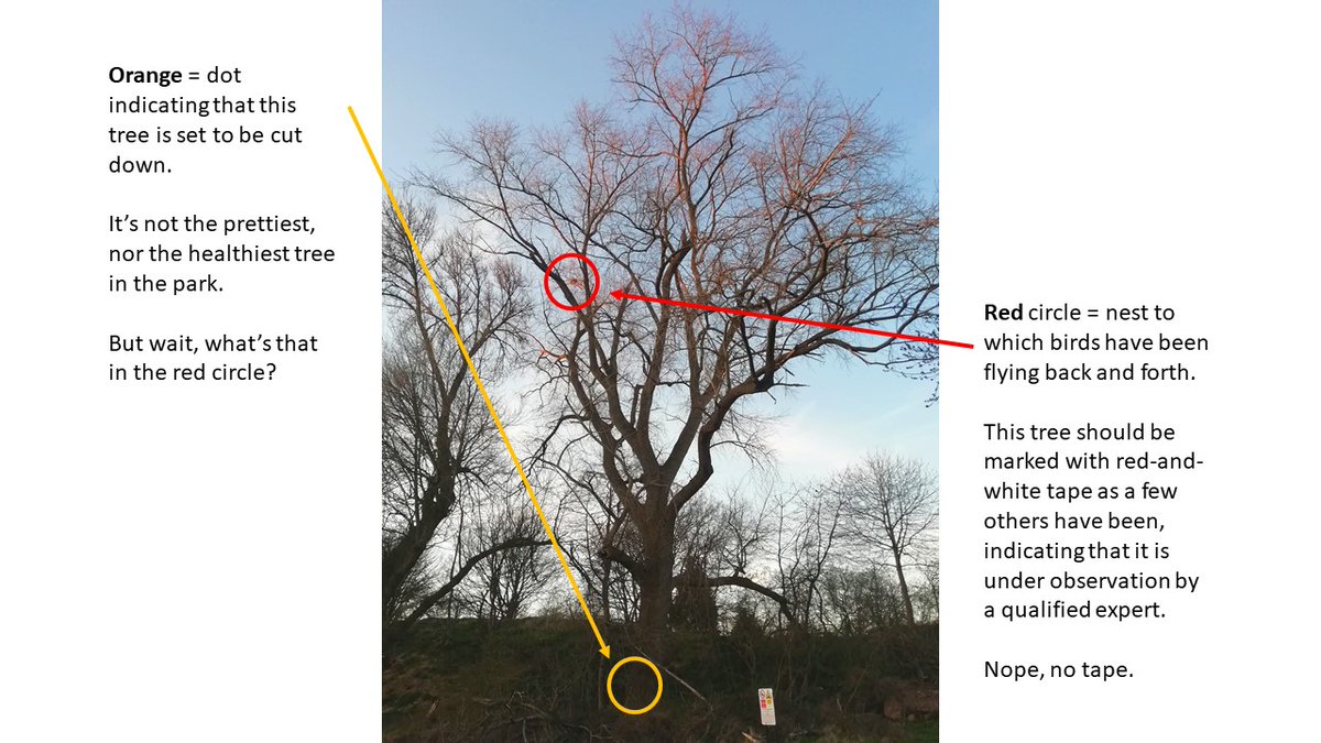 friends_perry's tweet photo. Yes, there's a global health crisis. But that shouldn't mean "demolition" contractors can chop down trees with active nesting birds. Happy about this @politicalhackuk ? https://t.co/PURxT9cCfB