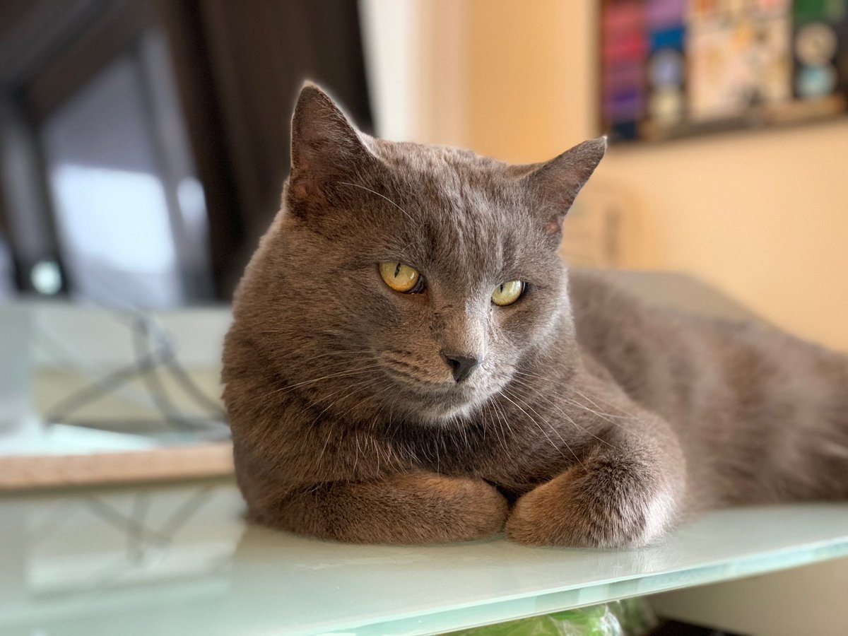 We took in a foster cat this week and I can’t tell you how much joy he is giving me. He is a grade A beefcate with zero neck and a delicate little meow like the tinkling of a bell. Here he is completely owning John’s desk area. John took his work and moved TO THE FLOOR.