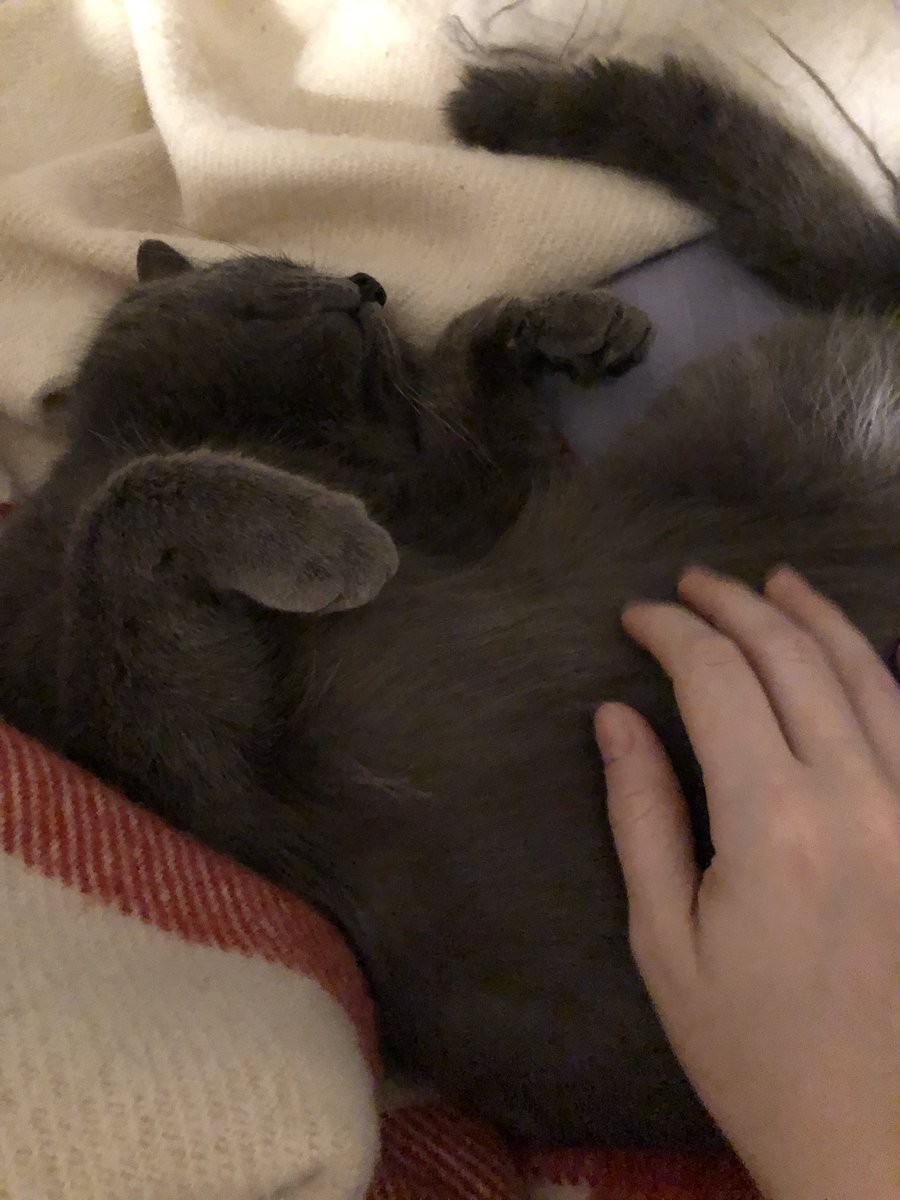 He likes his tummy rubbed?! I’ve never met a cat who likes that. Every cat I’ve ever known would tolerate ONE TO ZERO TUMMY PETS before TOTAL HAND ANNIHILATION. This dude fell asleep while I was petting his tummy.