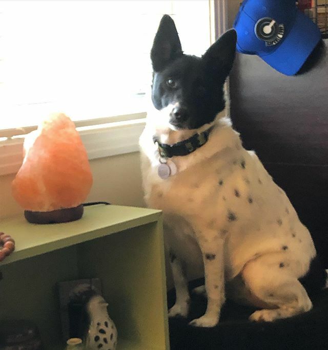 trishajordan314's tweet image. Arya loves standing guard making sure we all know if someone drives by.  #arya #windowdog