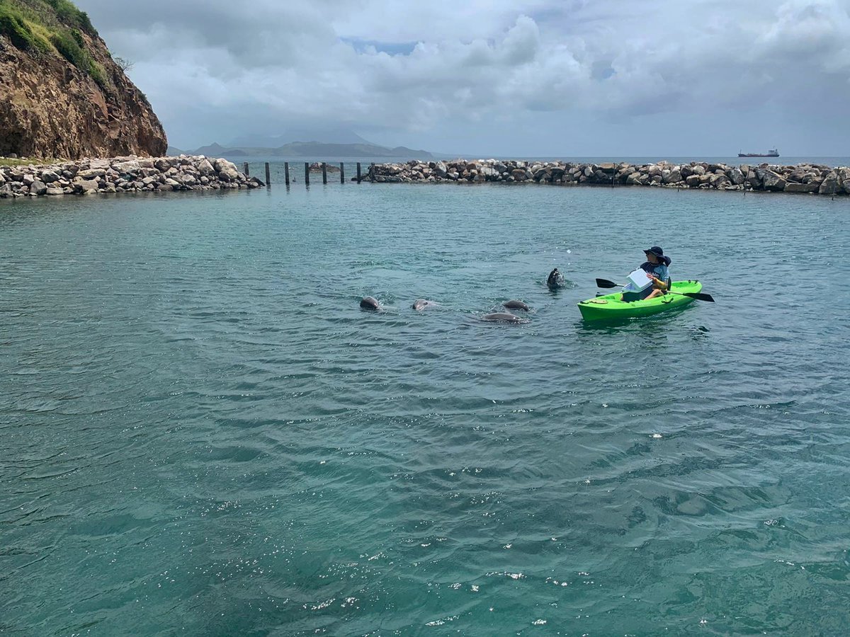 TheDolphinCo_'s tweet photo. 🐬 Durante esta contingencia sanitaria los #EspecialistasEnMamíferosMarinos se encargan de mantener una excelente salud física y mental con actividades de enriquecimiento ambiental 🚣♀️ #ConocerEsAmar 💑 #NadaNosDetiene https://t.co/RsfVXMOIVh
