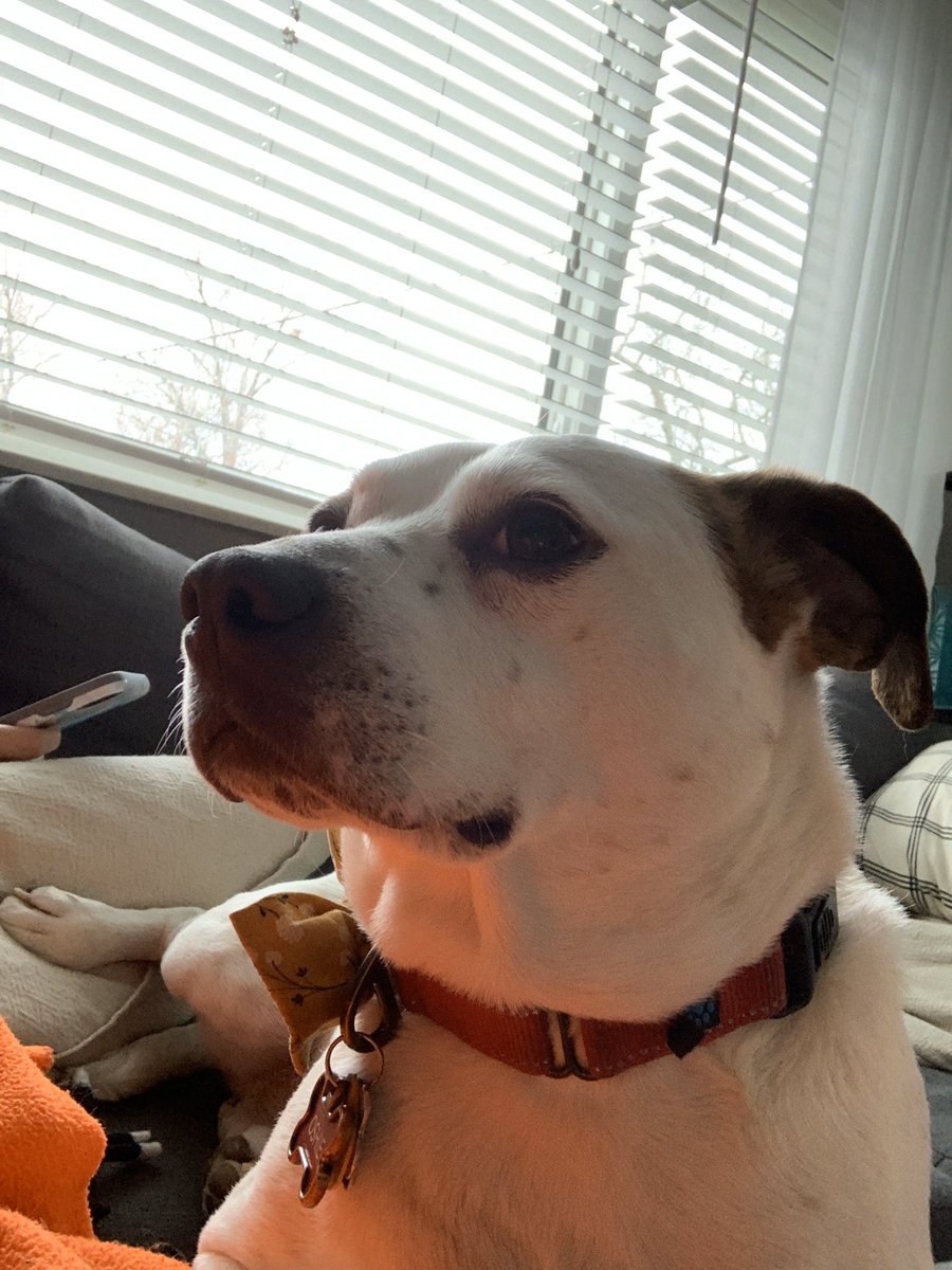 OkadaShow44's tweet photo. Oshie is prepared to take action. He said he wants a @NintendoAmerica switch for this quarantine. He is vowing to hit the streets door to door. $5 per pet. Money goes towards his switch console and games purchases. Please welcome him with many pets #switchmission https://t.co/ZbjWr39j23