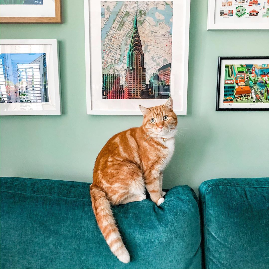 Farrow & Ball US tweet media