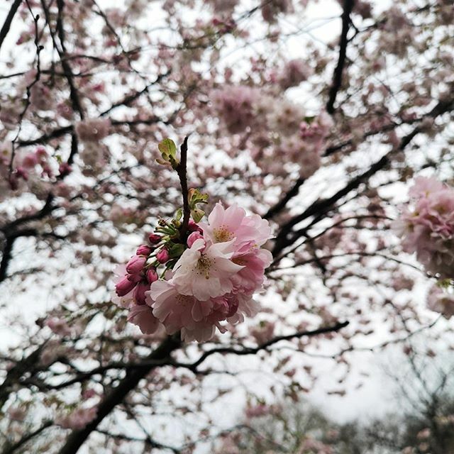 I took this in St James's Park on my last working day in London. There was already the undertone that life was about to change. I took the chance to wander more than usual. To try to enjoy the places I knew I paid no heed to usually as I dash from meetin… ift.tt/33ESnFR