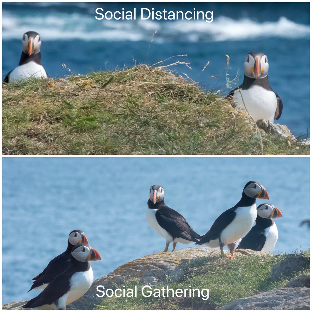 A lesson with puffins. 

Thanks to Oliver Whiffen for sharing this with us. 

#covidnfld