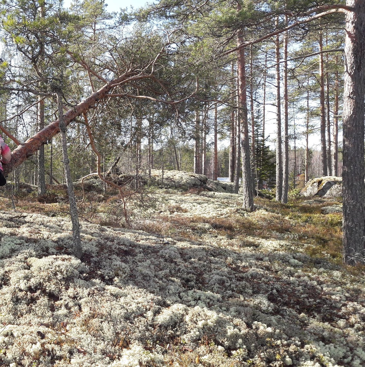 Elämäni kuvina haaste 2/7. Ei sanoja, ei ihmisiä. #päivänikuvina #elämänikuvina #mylifeinpictures

Minut haastoi <a href="/RistoLauhanen/">Risto Lauhanen</a>. Haastan <a href="/pihlajankaisa/">Kaisa Pihlaja</a>.