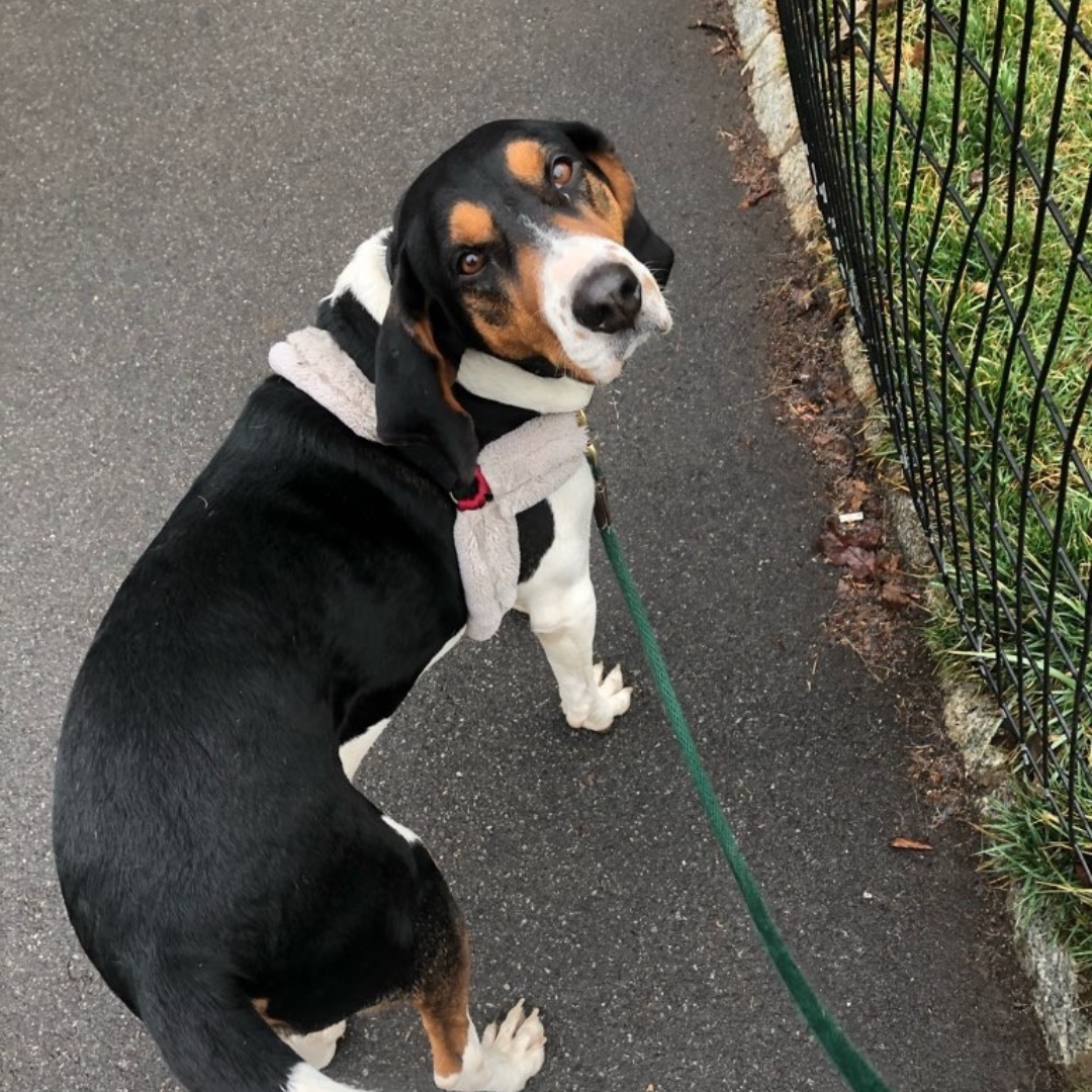 lukedogwalker's tweet photo. Gibson wishes you a happy end of the day! #hounddog #maythepawsbewithyou #lukedogwalker #dogwalkeruws #happydog #uws #doggy #doggo #furbaby #dogcity  #puppy #puppylover #ilovedogs #sweet #whatabeauty #nycitydog #sweetdoggo #endoftheday #cutedog #cutepic #dogsofinstagram https://t.co/b9kJWZP0mH
