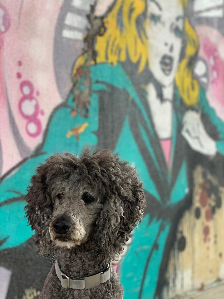 lizbastian's tweet photo. Need an afternoon poodle pic? #DogAngelo https://t.co/Zff6TBXKMP