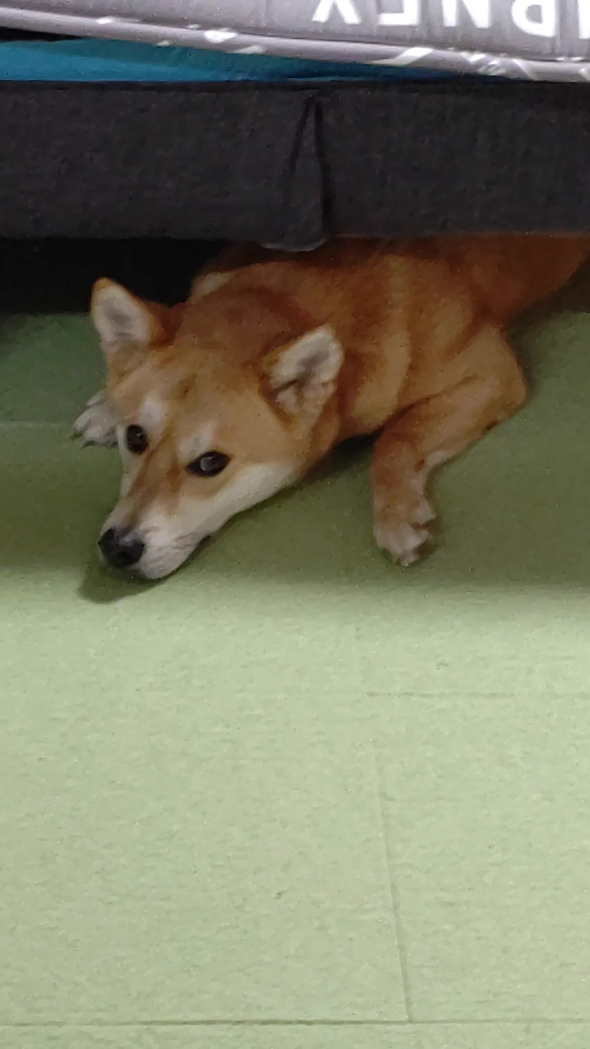 @boooonsai ソファの下が犬の寝床になる。
そして、ボロボロになる。 