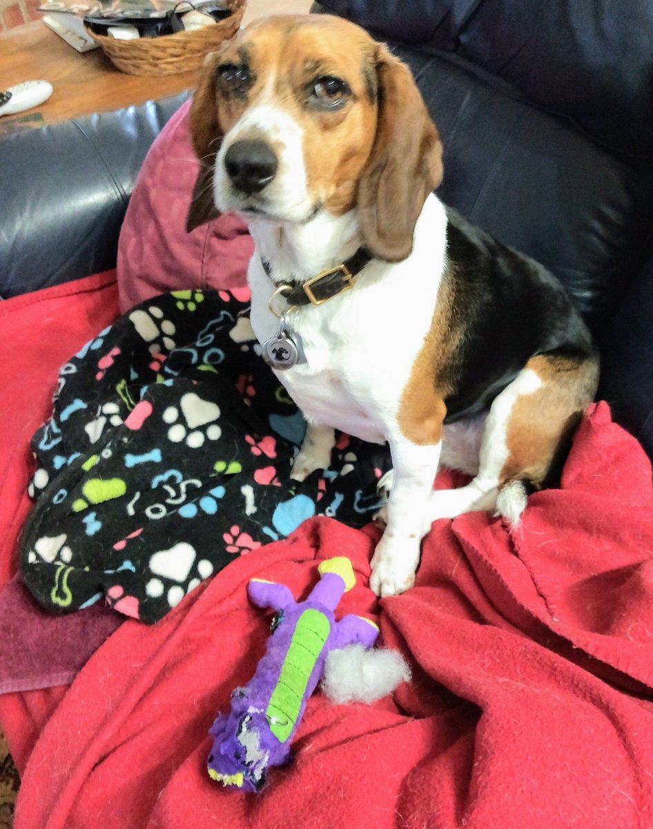 Moody85's tweet photo. Wees sorry, Auntie C, M fell asleep!!!
#beaglebugclub #beagleshavingfun https://t.co/xViUydzTSe