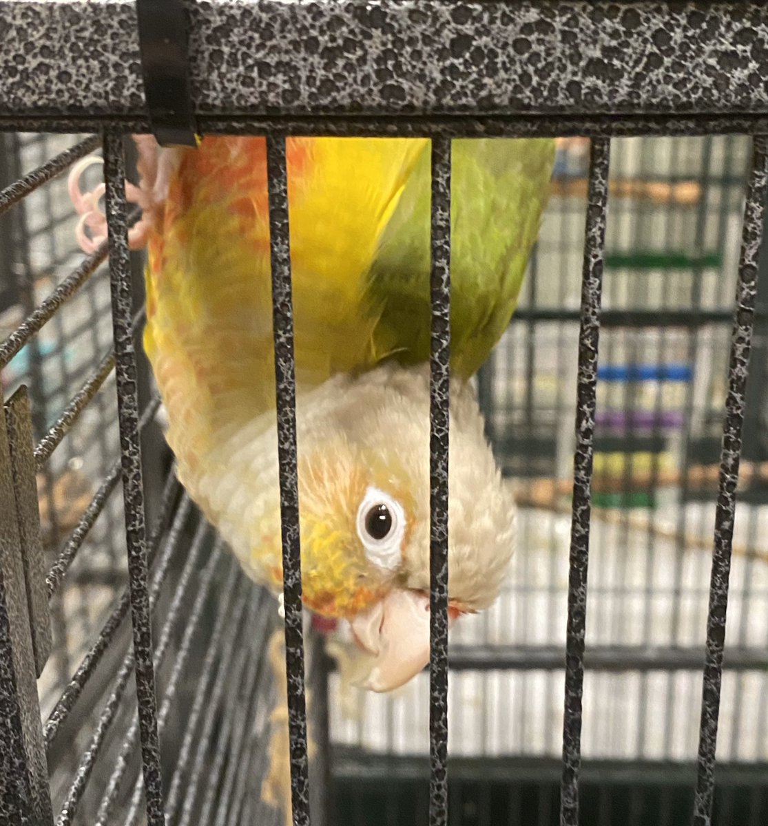 Bianca Del Conure says “hang in there, baby!” 💛💚❤️ #rescuebirds #conure #pinappleconure #hanginthere #birdlovers #supportanimalrescue