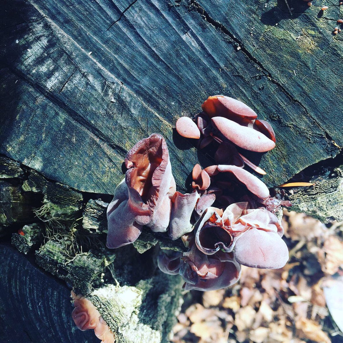 Watershed PCS tweet media