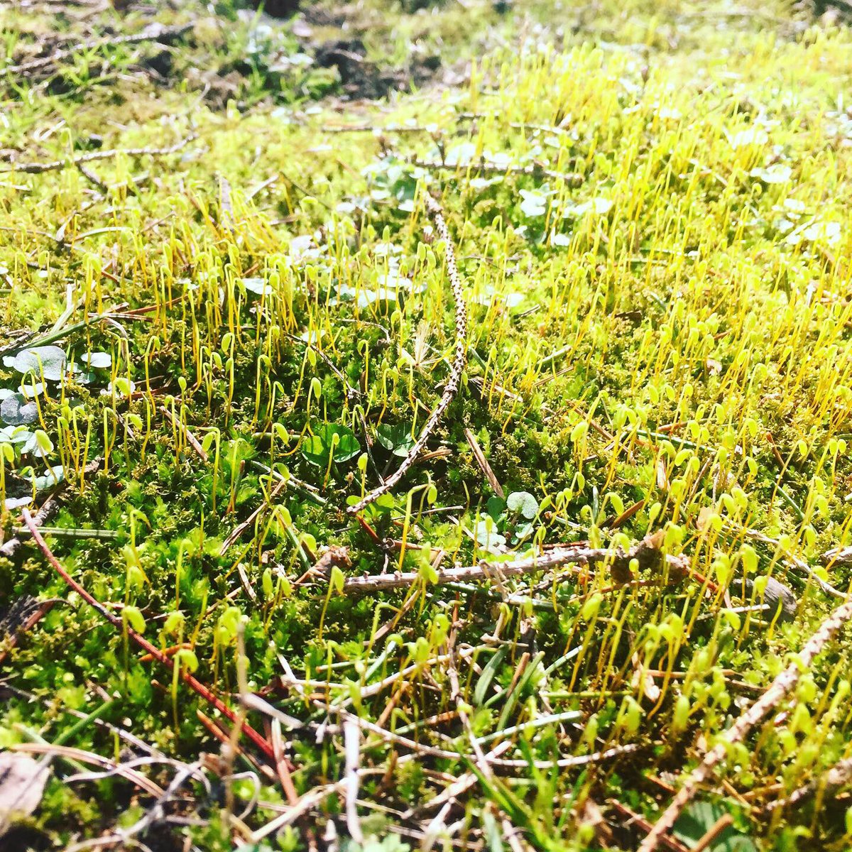 Watershed PCS tweet media