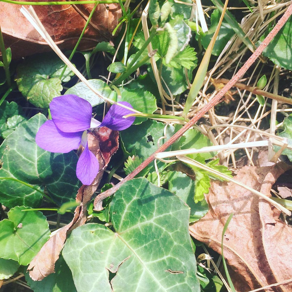 Watershed PCS tweet media