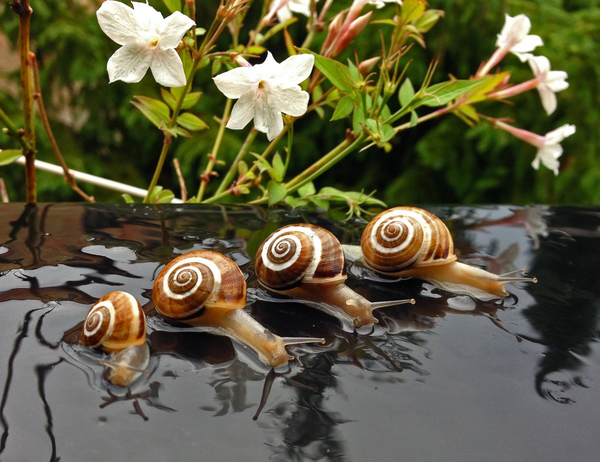 gpconill's tweet photo. COVID-19 | DIA 8 😷
Confinat a casa però fent amics a menys 1metra amb visites inesperades 🐌🐌🐌🐌
.
Com el Sr. Sánchez faci + prorrogues d confinament no sé pas a on puc arribar x distreure’m i no pujar-me x les parets! 🤪

#joemquedoacasa #yomequedoencasa #StayAtHome #cargols https://t.co/IgHrFzIQIv