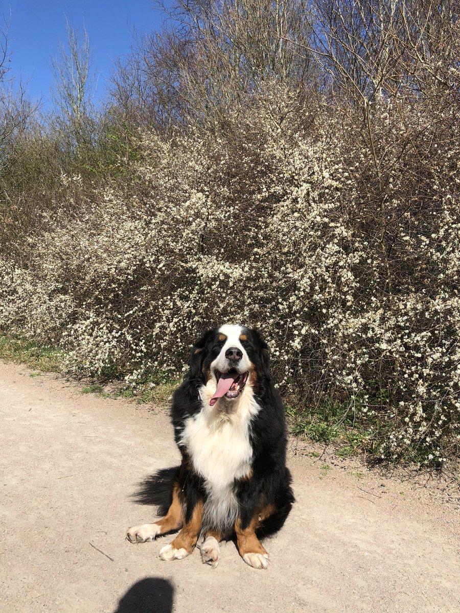 Rileythebernie's tweet photo. Spring is here! Hope you all are well and having plenty of walks... #bernesemountaindog https://t.co/e4RGzN2Hup
