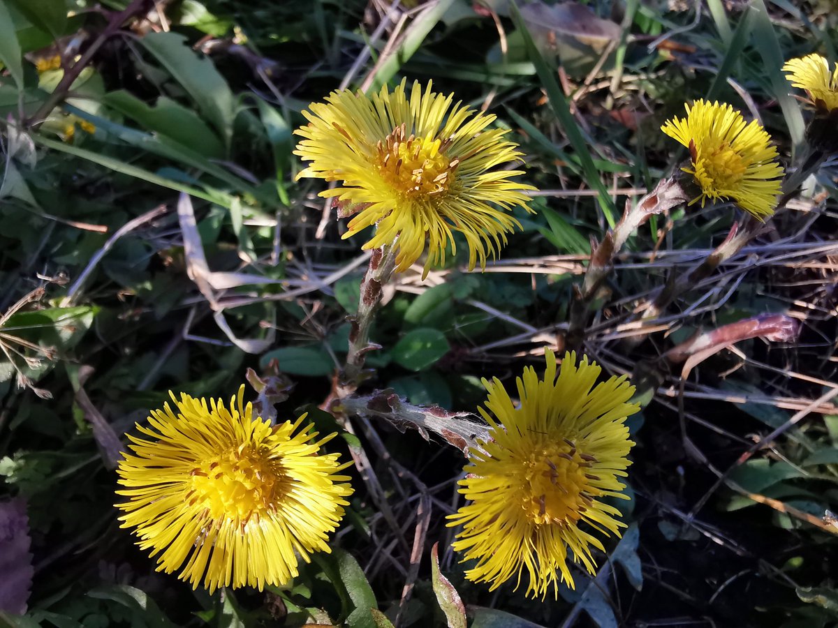 AndrewBergin5's tweet photo. @BioDataCentre More coltsfoot. Unfortunately this was in my vegetable bed. https://t.co/gTD9eejHPL