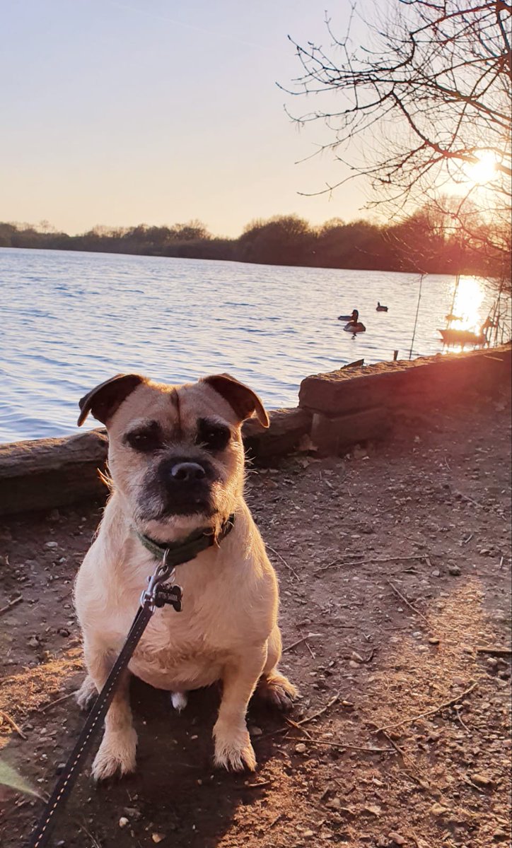 Ames_shields's tweet photo. Alfie loves a bit of social distancing with me... Well apart from ducks!
Ready for tomorrow and a positive week ahead 👩💻🤓
#propertydata #SpriftIt #WeAreInThisTogether #lovemyjob https://t.co/1QHWvVga6e