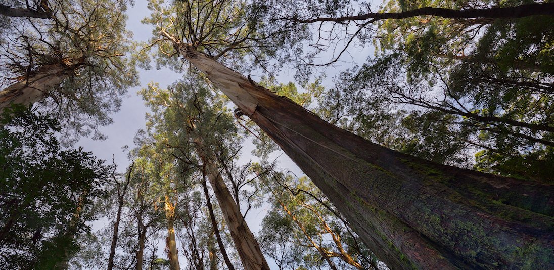 ActOnClimateVic's tweet photo. Did you know that the towering Mountain Ash forests of the Central Highlands are the most carbon-dense on earth?... Let's make sure they're protected! #NationalEucalyptDay https://t.co/jPoYYpgvqs
