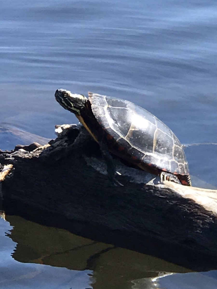 #oakerspirit  Movement Monday done on Sunday! Get out there Oaker Nation and enjoy nature😊 Canoe 🛶 ride on Johnson’s Pond today and a walk on my favorite beach 🏖 A walk with my mom in her neighborhood! Goal 10,000 steps a day 👍 We got this!  <a href="/CoventryOakers/">Coventry High School</a>