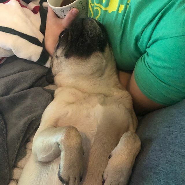 Big4Vlad's tweet photo. Peach is really soaking up all the extra time she gets to spend with us but also wants to remind everyone that if you’re not sick, it’s fine to go out and support local/small businesses. If you wash your hands and avoid touching your face, it’s possible … https://t.co/oI0lGDF0ui https://t.co/NV4fKMiyNY